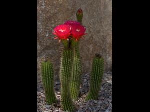 Cactus Flowers-18